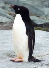 Ade´lie penguin